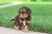 Rose, a female Cockapoo for sale in Millersburg, OH – 3 of 5