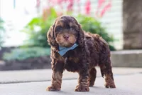 Warren, a male Cockapoo for sale in Millersburg, OH – 4 of 8