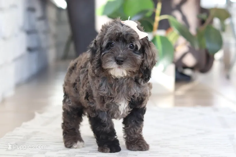 Oakley – Cockapoo puppy for sale in Millersburg, OH