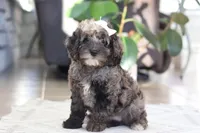 Oakley, a female Cockapoo for sale in Millersburg, OH – Photo 2 of 6