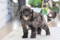 Oakley, a female Cockapoo for sale in Millersburg, OH – Photo 3 of 6