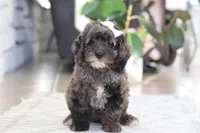 Oakley, a female Cockapoo for sale in Millersburg, OH – Photo 4 of 6