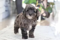 Oakley, a female Cockapoo for sale in Millersburg, OH – Photo 6 of 6