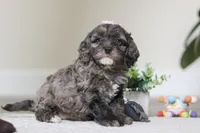 Oakley, a female Cockapoo for sale in Millersburg, OH – Photo 2 of 5