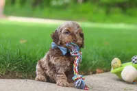 Quinton, a male Cockapoo for sale in Millersburg, OH – 2 of 7