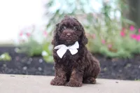 Alex, a male Cockapoo for sale in Millersburg, OH – 3 of 6