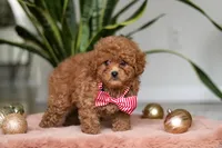 Winston, a male Cavapoo for sale in Millersburg, OH – Photo 2 of 5