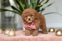 Winston, a male Cavapoo for sale in Millersburg, OH – Photo 5 of 5