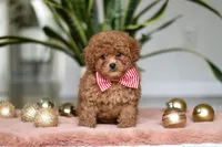 Winston, a male Cavapoo for sale in Millersburg, OH – Photo 1 of 5