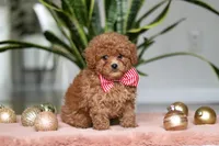 Winston, a male Cavapoo for sale in Millersburg, OH – Photo 4 of 5