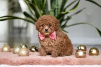 Winston, a male Cavapoo for sale in Millersburg, OH – Photo 3 of 5