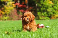Willow, a female Cockapoo for sale in Millersburg, OH – 7 of 10