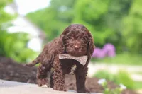 Casey, a female Cockapoo for sale in Millersburg, OH – 5 of 6