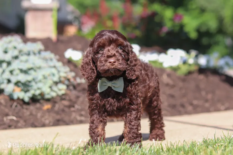 Sammie – Cockapoo puppy for sale in Millersburg, OH