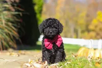 Quinn, a male Cavapoo for sale in Millersburg, OH – 1 of 6