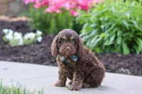 Atlas, a male Cockapoo for sale in Millersburg, OH – 3 of 7