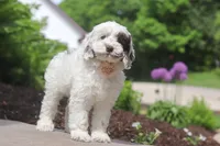 Natalie, a female Cockapoo for sale in Millersburg, OH – 3 of 6