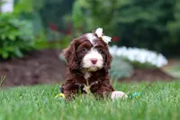 Hazel, a female Cockapoo for sale in Millersburg, OH – 6 of 8