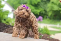 Zoey, a female Cockapoo for sale in Millersburg, OH – 5 of 6