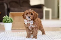 Violet, a female Cockapoo for sale in Millersburg, OH – Photo 1 of 7