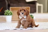 Violet, a female Cockapoo for sale in Millersburg, OH – Photo 3 of 7