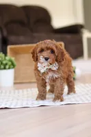 Violet, a female Cockapoo for sale in Millersburg, OH – Photo 2 of 7