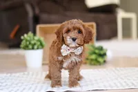 Violet, a female Cockapoo for sale in Millersburg, OH – Photo 7 of 7