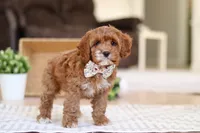 Violet, a female Cockapoo for sale in Millersburg, OH – Photo 6 of 7