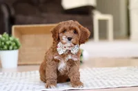 Violet, a female Cockapoo for sale in Millersburg, OH – Photo 5 of 7