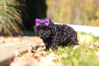 Aurora, a female Cavapoo for sale in Millersburg, OH – 2 of 6