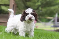 Joselyn, a female Cockapoo for sale in Millersburg, OH – 3 of 5
