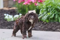 Sylvia, a female Cockapoo for sale in Millersburg, OH – 4 of 8