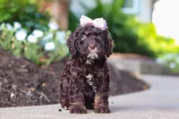 Faye, a female Cockapoo for sale in Millersburg, OH – 7 of 8