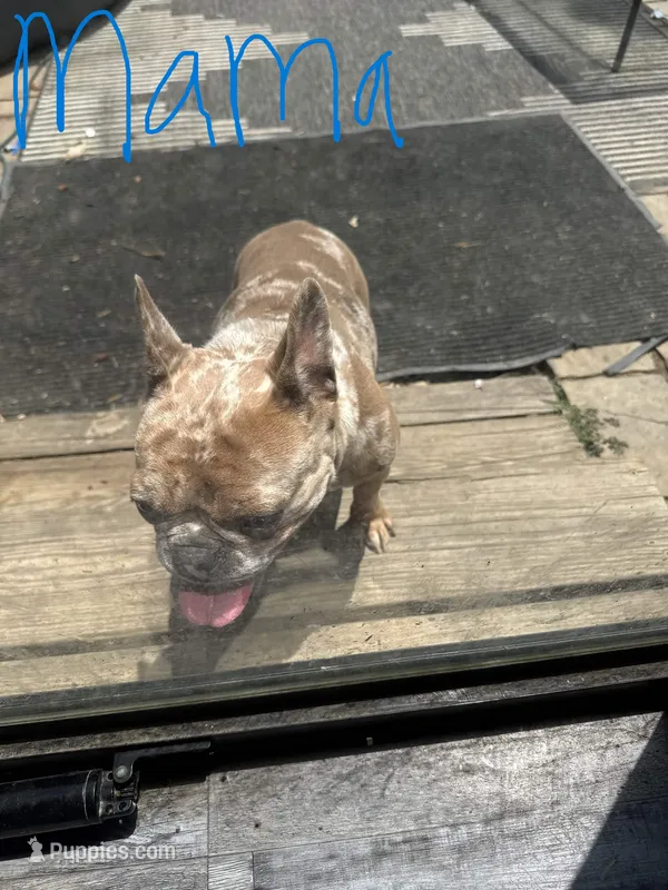 MAMA – French Bulldog puppy for sale in Fort Worth, TX