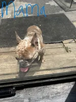 MAMA, a female French Bulldog for sale in Fort Worth, TX – 1 of 1