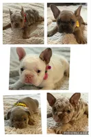 puppy 2, a female French Bulldog for sale in Fort Worth, TX – 1 of 2