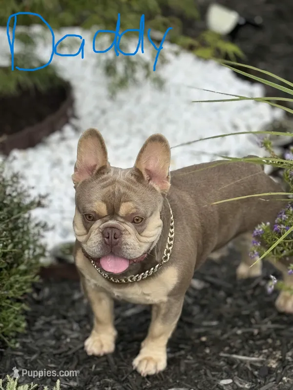Daddy  – French Bulldog puppy for sale in Fort Worth, TX