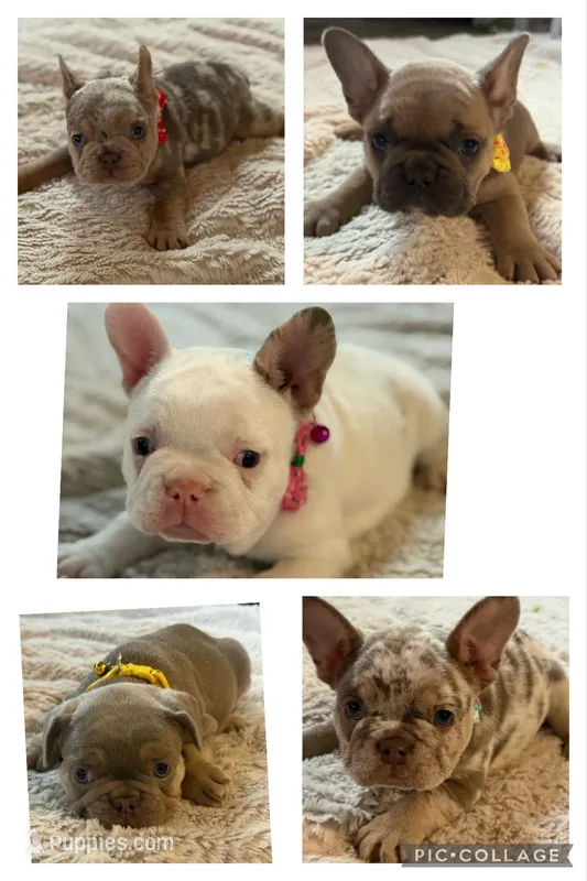 Puppy 3 – French Bulldog puppy for sale in Fort Worth, TX