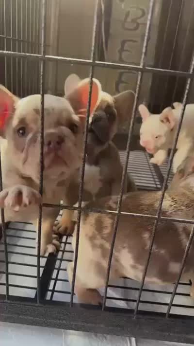 puppy 4, a female French Bulldog for sale in Fort Worth, TX – 2 of 2
