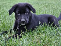 Flana, a female Australian Shepherd and Labrador Retriever for sale in Bethel, PA – 3 of 3