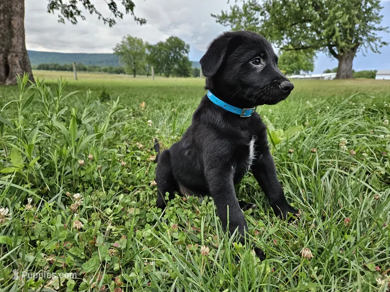 Fido – Australian Shepherd, Labrador Retriever puppy for sale in Bethel, PA