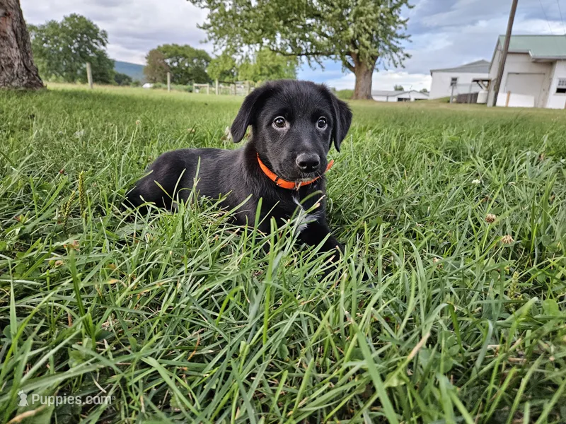 Fiona – Australian Shepherd, Labrador Retriever puppy for sale in Bethel, PA