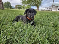 Fiona, a female Australian Shepherd and Labrador Retriever for sale in Bethel, PA – 1 of 4