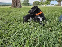 Fiona, a female Australian Shepherd and Labrador Retriever for sale in Bethel, PA – 2 of 4