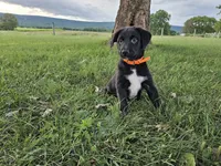 Fiona, a female Australian Shepherd and Labrador Retriever for sale in Bethel, PA – 4 of 4