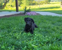 Fulton, a male Australian Shepherd and Labrador Retriever for sale in Bethel, PA – 3 of 4