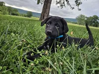 Fido, a male Australian Shepherd and Labrador Retriever for sale in Bethel, PA – 3 of 4