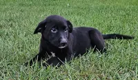 Flana, a female Australian Shepherd and Labrador Retriever for sale in Bethel, PA – 2 of 3