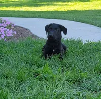 Fulton, a male Australian Shepherd and Labrador Retriever for sale in Bethel, PA – 2 of 4