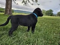 Fido, a male Australian Shepherd and Labrador Retriever for sale in Bethel, PA – 4 of 4